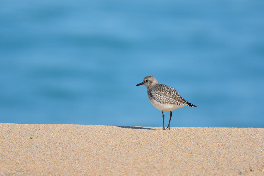 Grey Plover