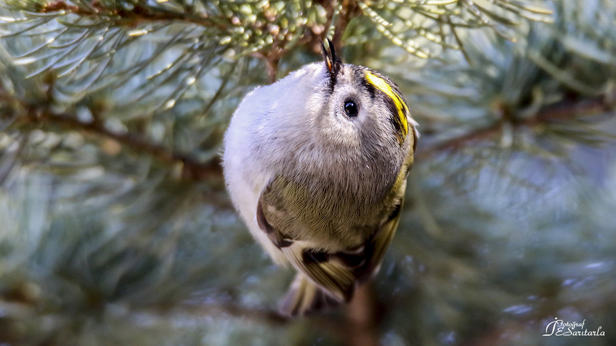 Goldcrest