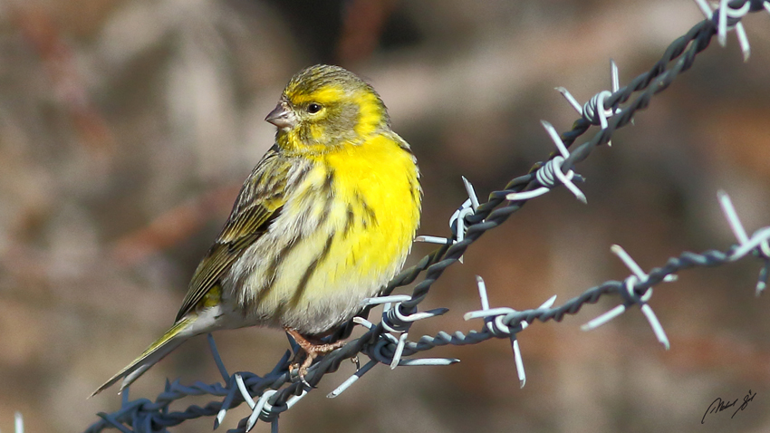 European Serin