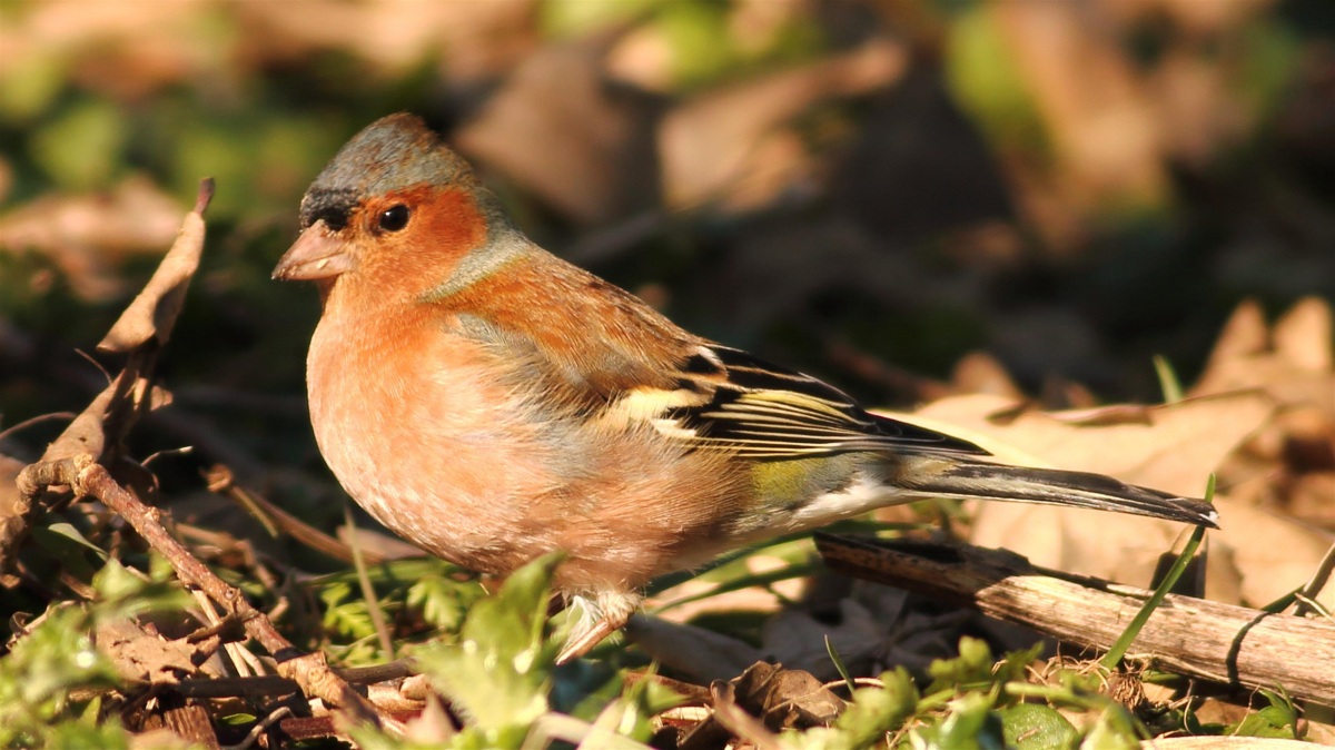 Eurasian Chaffinch