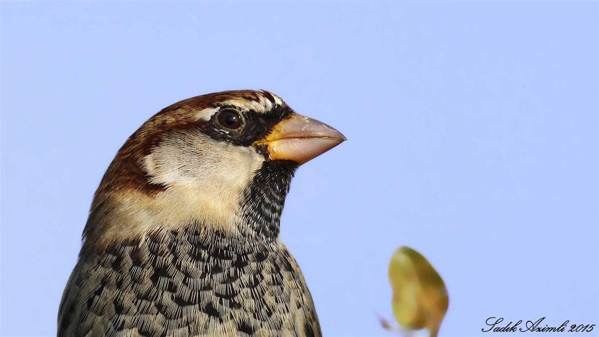 Spanish Sparrow