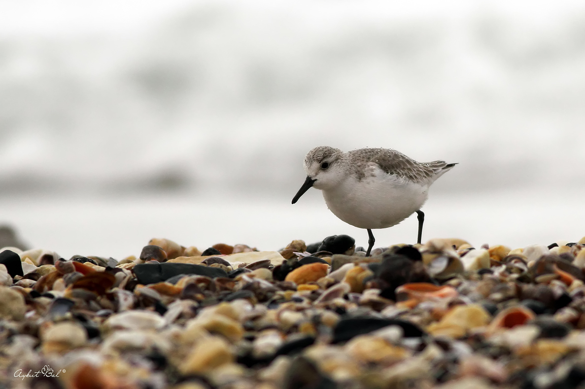 Sanderling