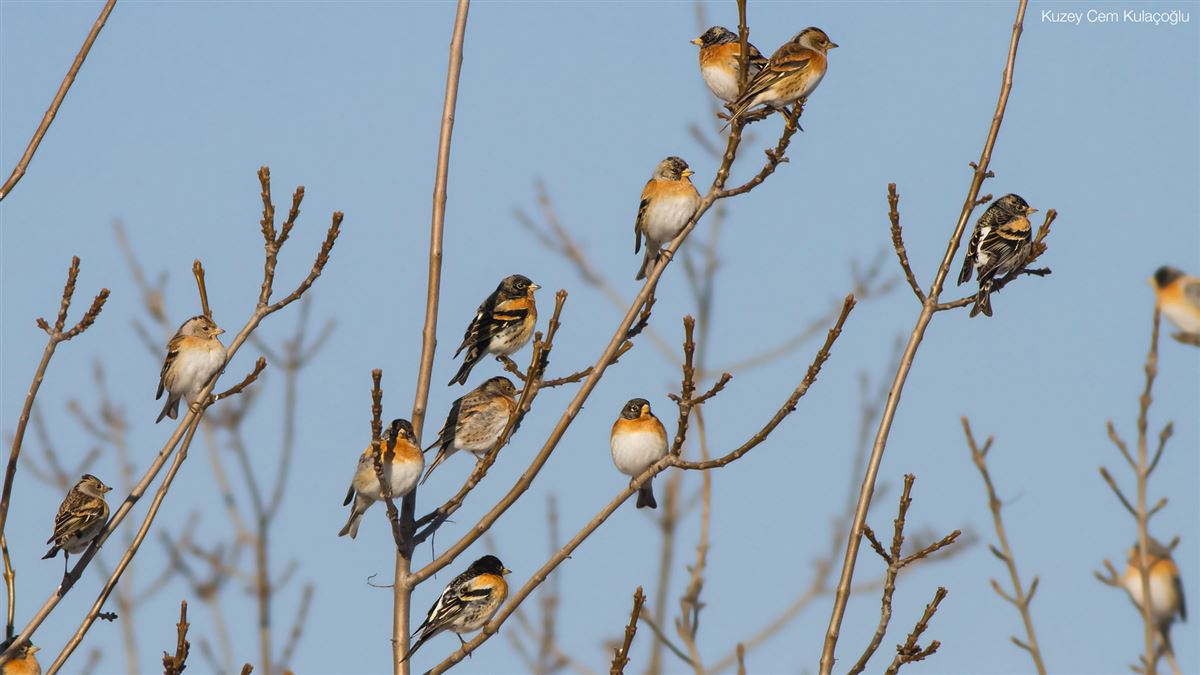 Brambling
