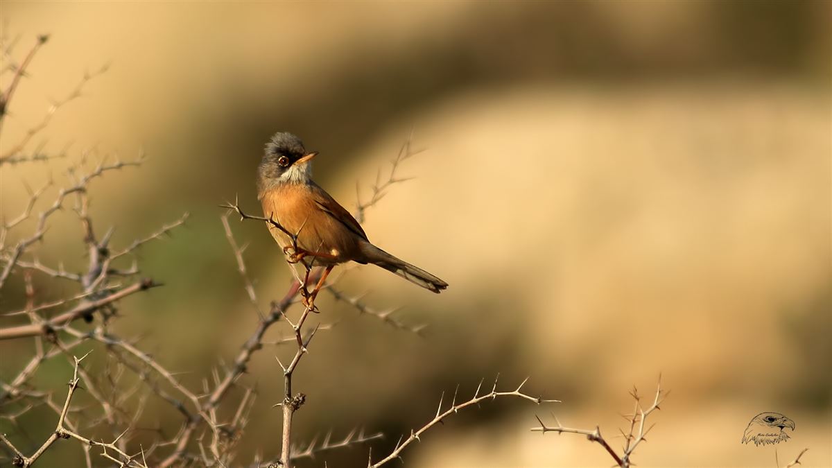 Spectacled Warbler