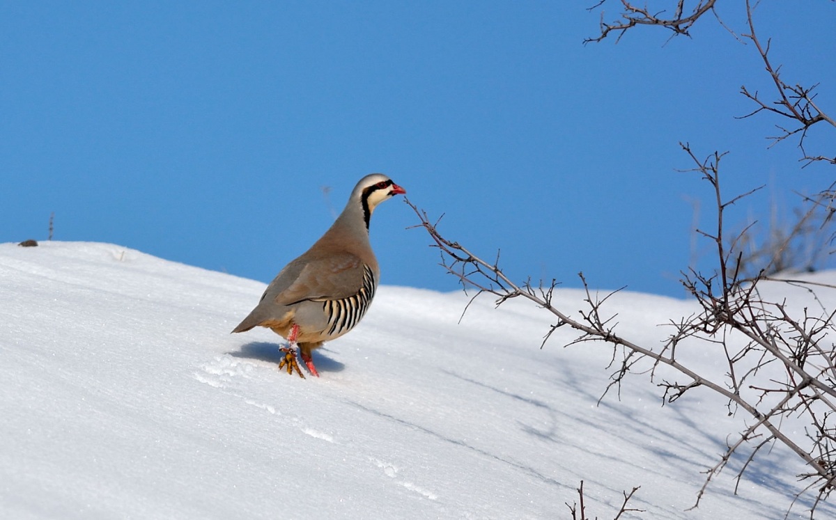 Chukar Partridge