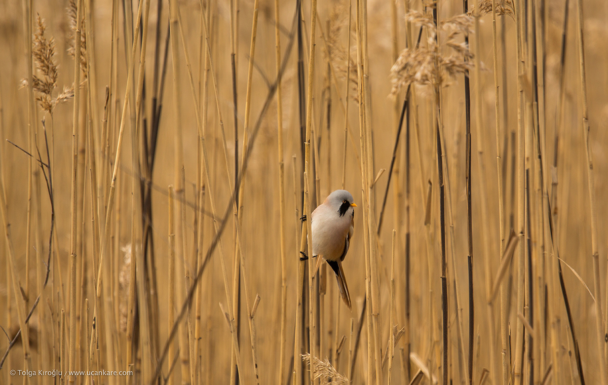 Bearded Reedling