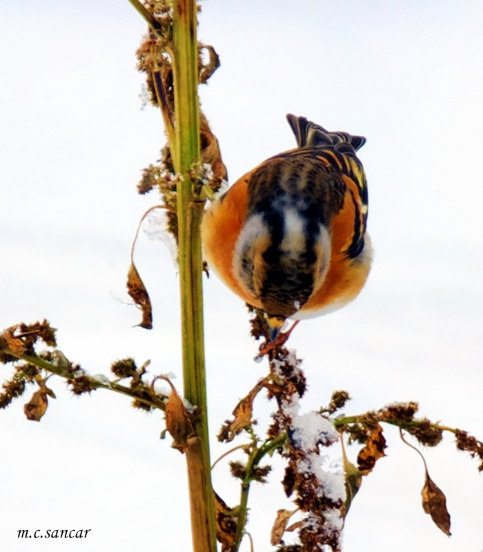 Brambling