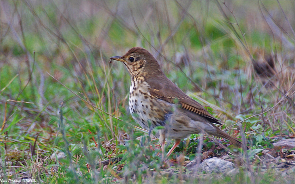 Song Thrush