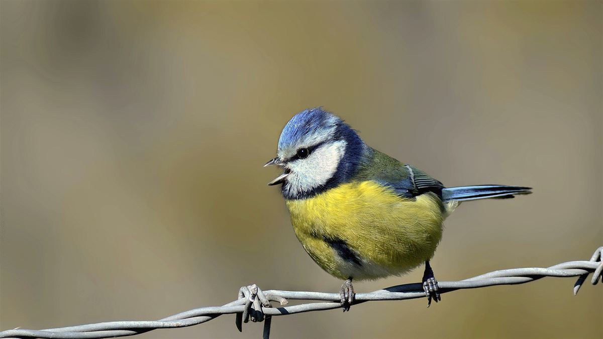 Eurasian Blue Tit