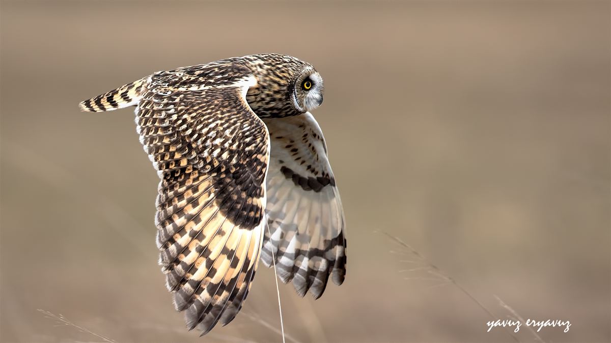 Short-eared Owl