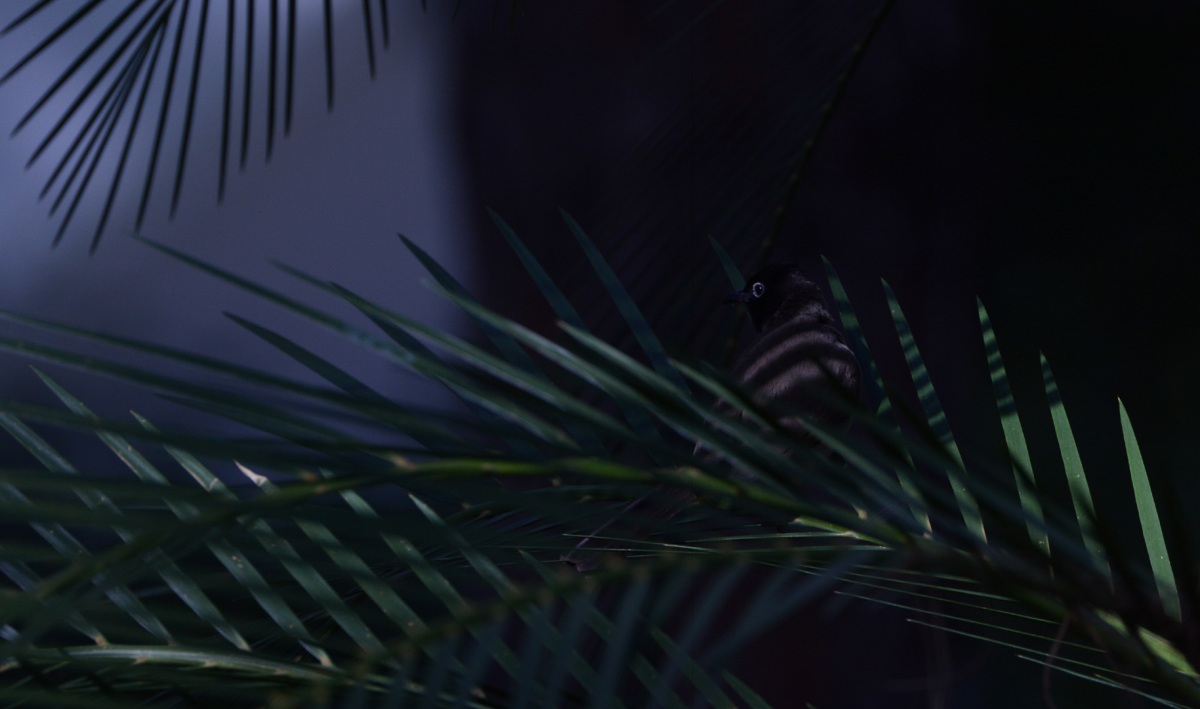 White-spectacled Bulbul