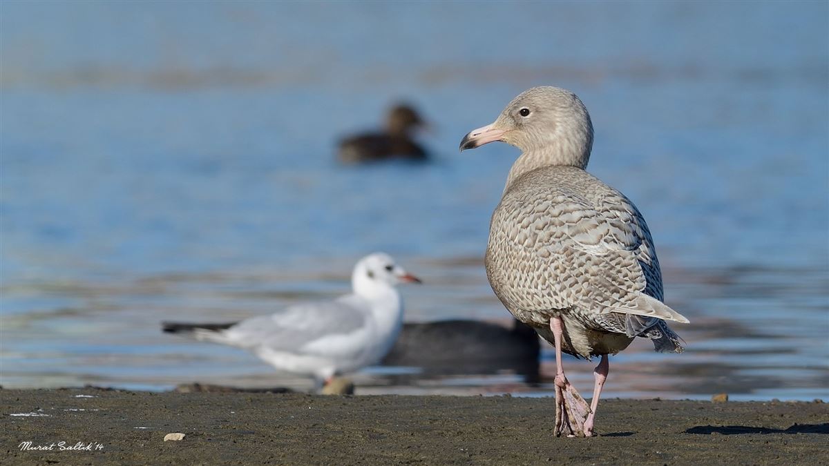 Glaucous Gull