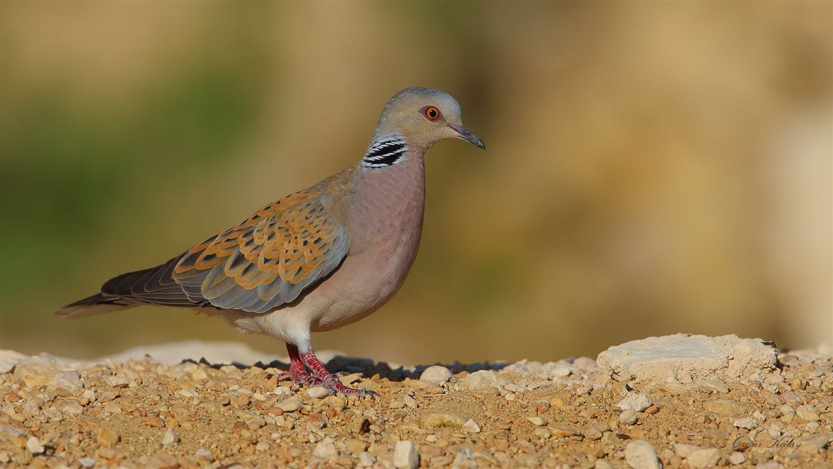 European Turtle Dove