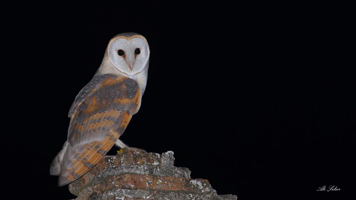 Western Barn Owl