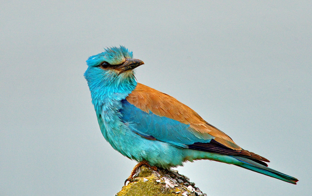 European Roller