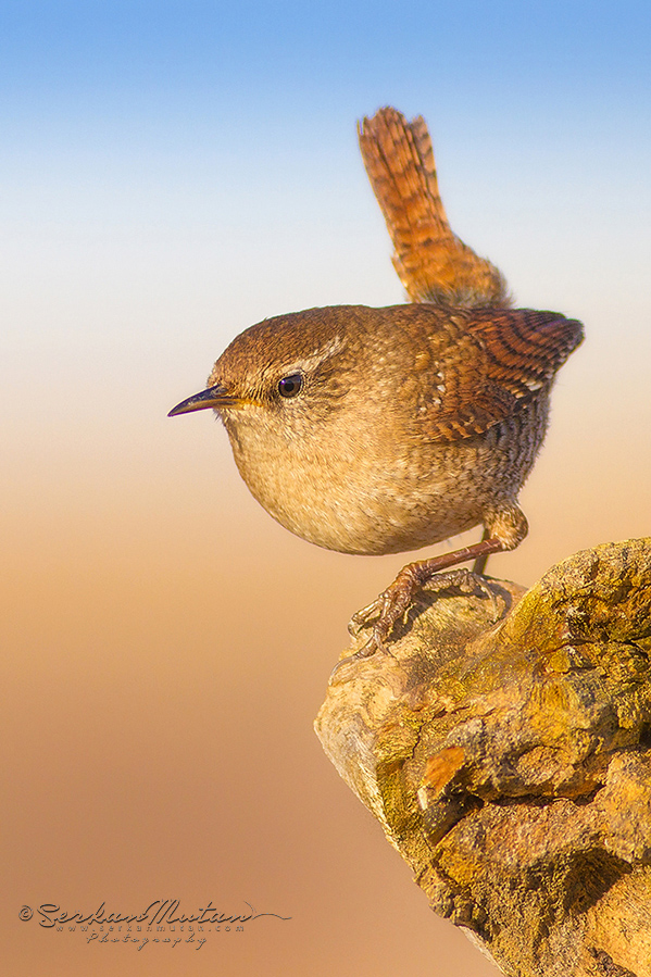 Eurasian Wren