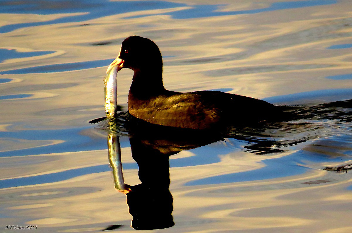 Eurasian Coot