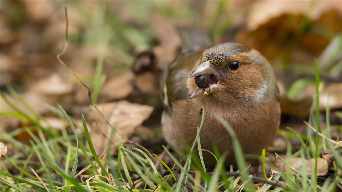 Eurasian Chaffinch