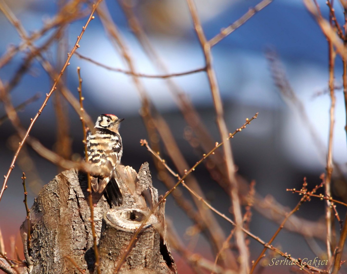 Lesser Spotted Woodpecker