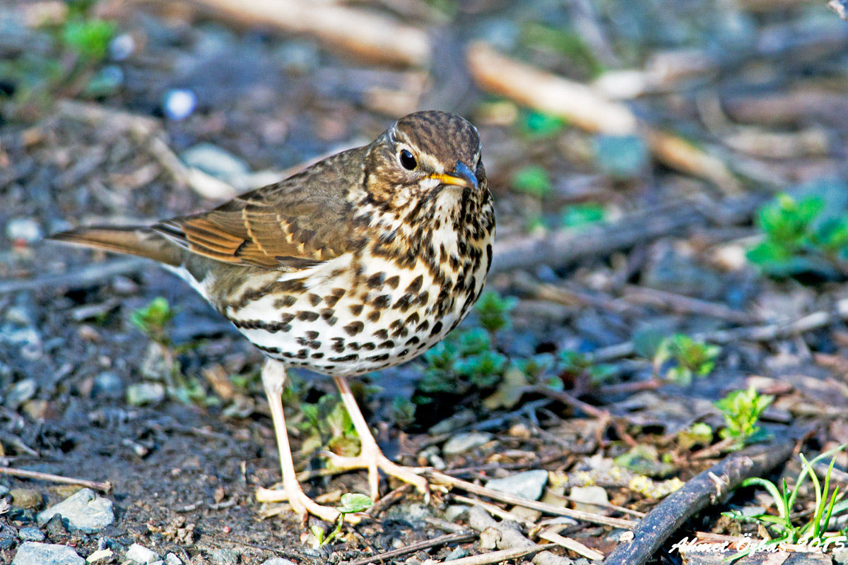 Song Thrush