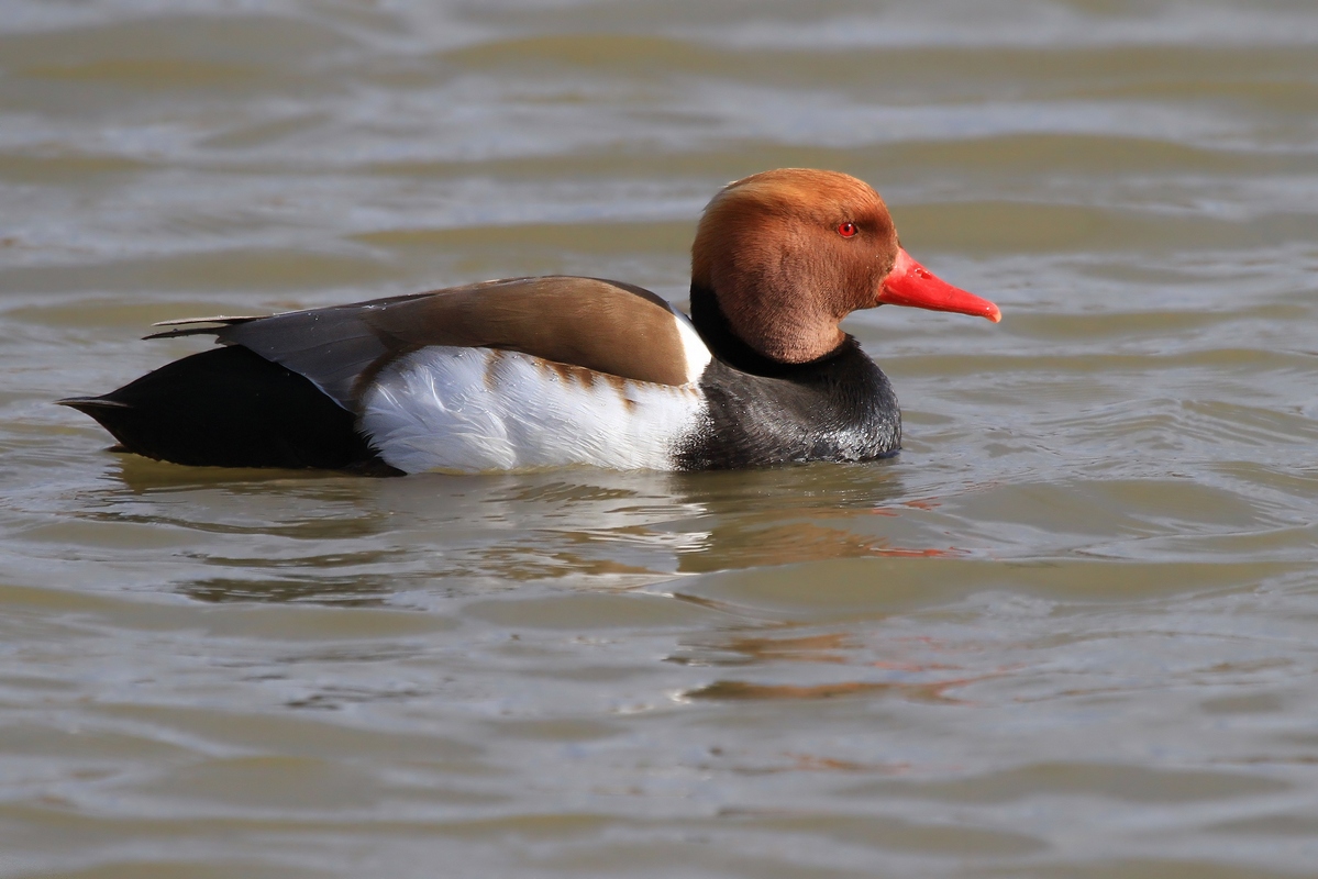 Red-crested Pochard