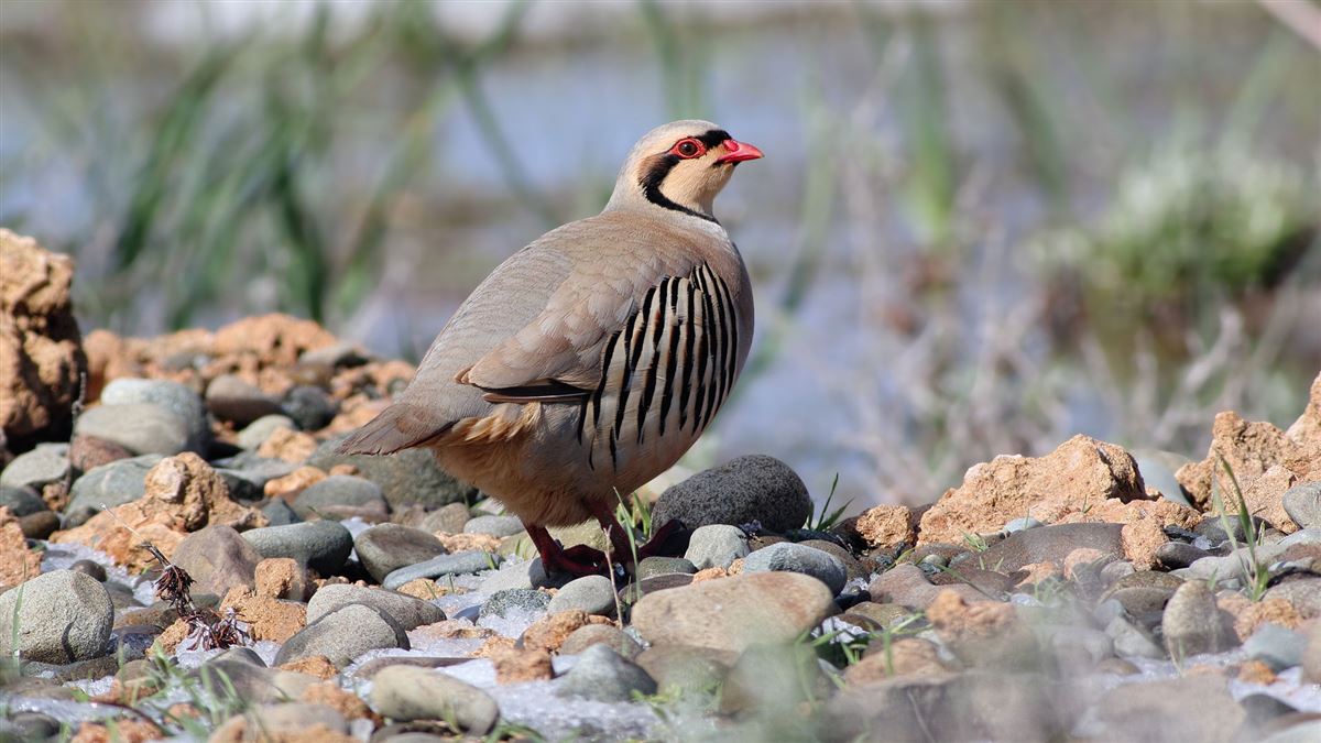 Chukar Partridge
