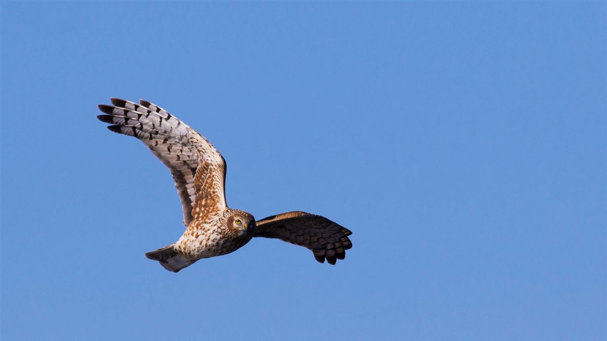 Hen Harrier