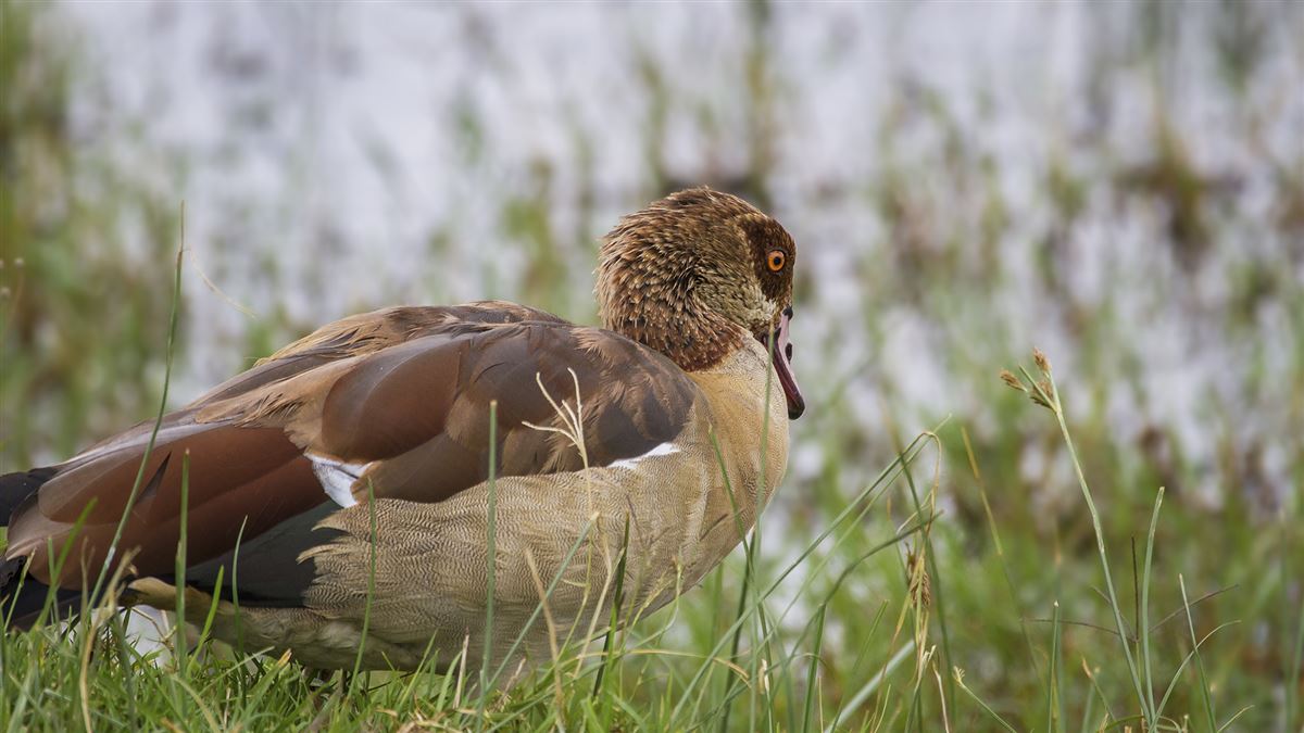 Egyptian Goose