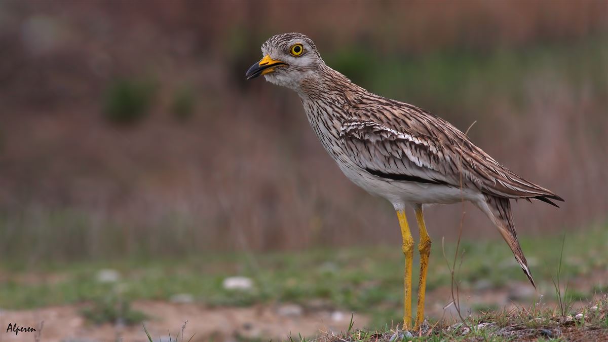 Eurasian Stone-curlew