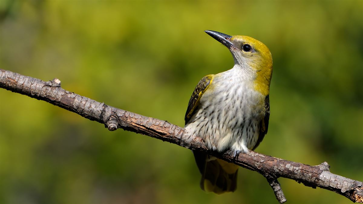Eurasian Golden Oriole