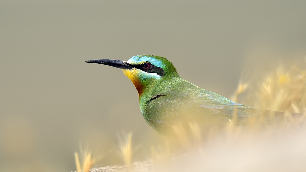Blue-cheeked Bee-eater