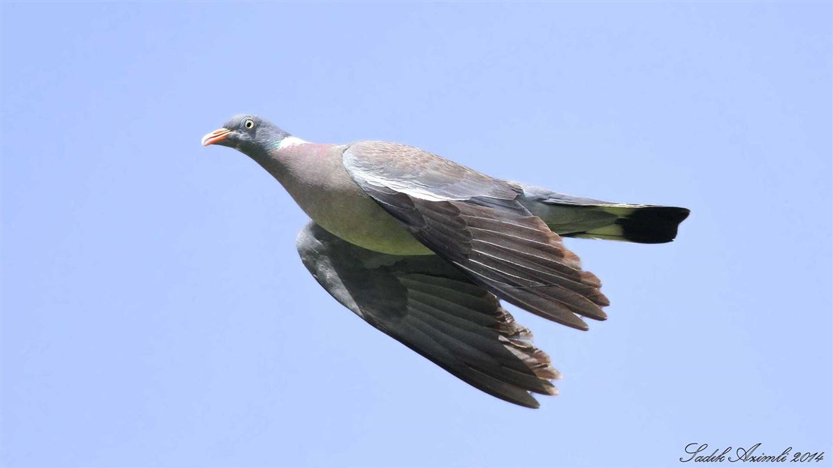 Common Wood Pigeon