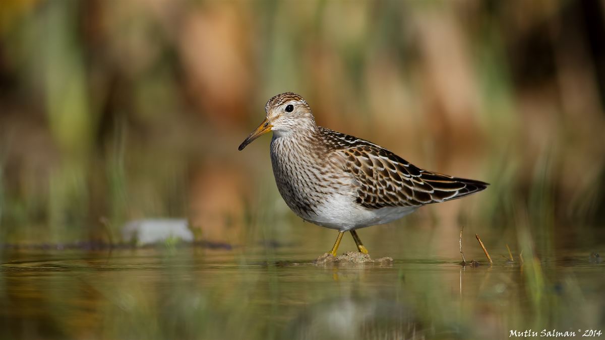 Pectoral Sandpiper
