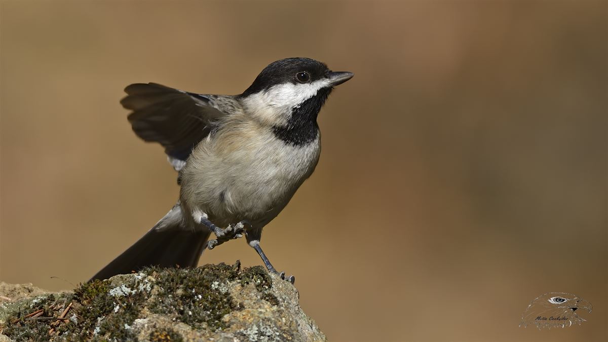 Sombre Tit