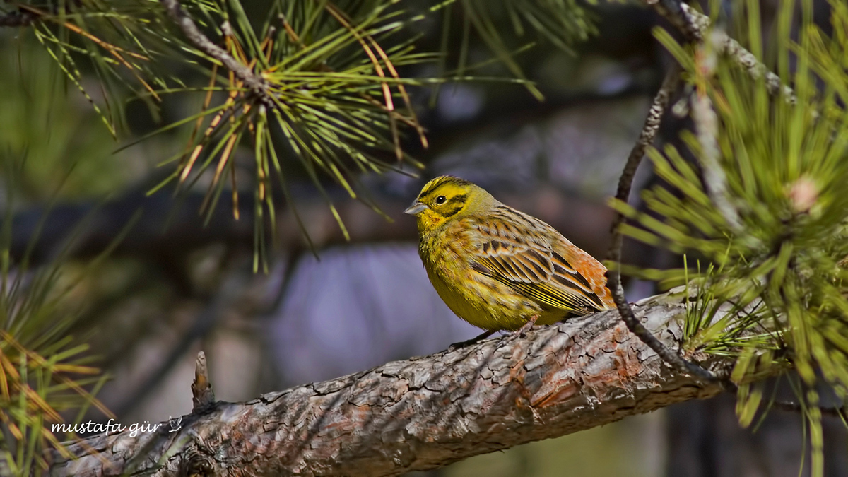 Yellowhammer