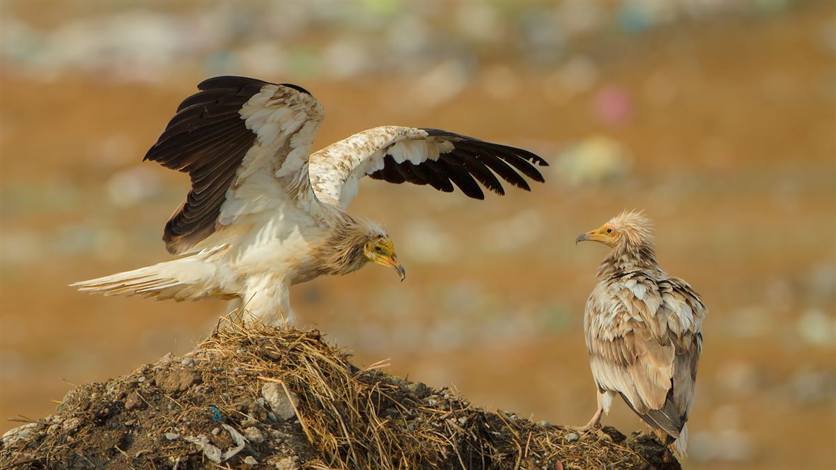 Egyptian Vulture