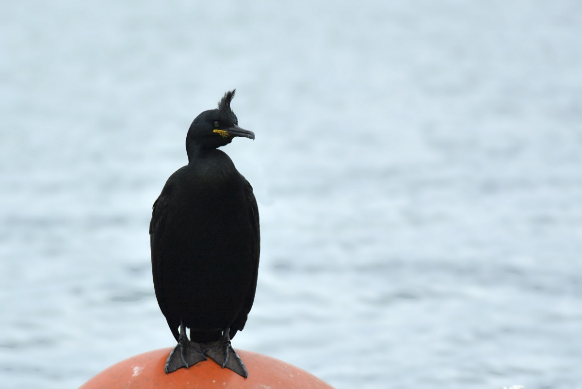 European Shag