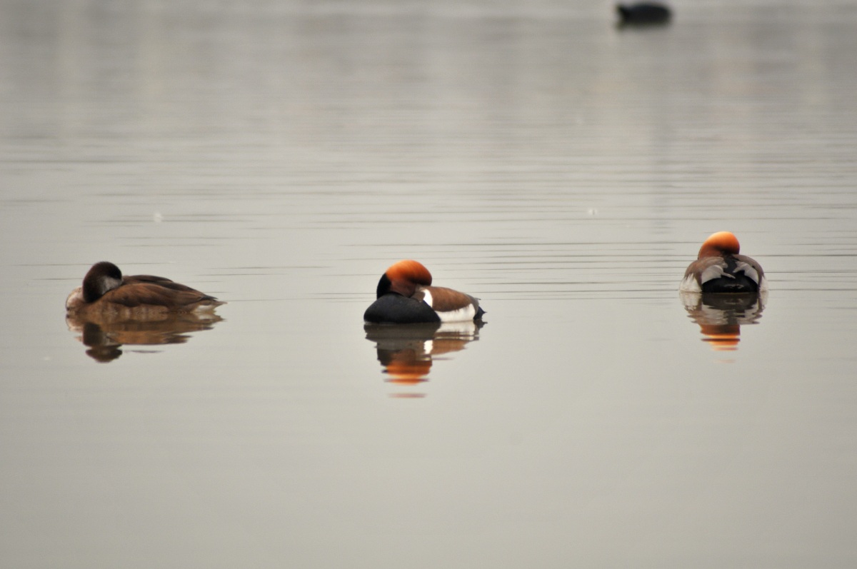 Red-crested Pochard