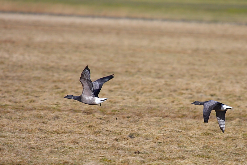 Brant Goose