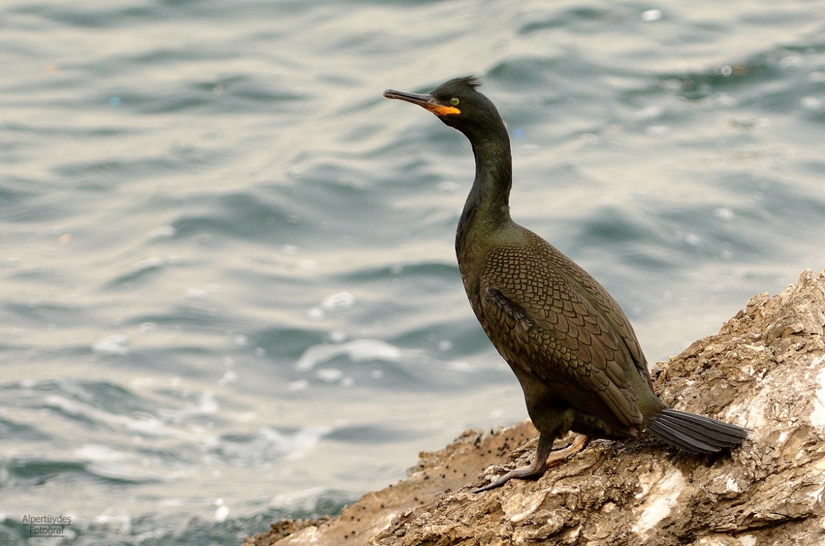 European Shag
