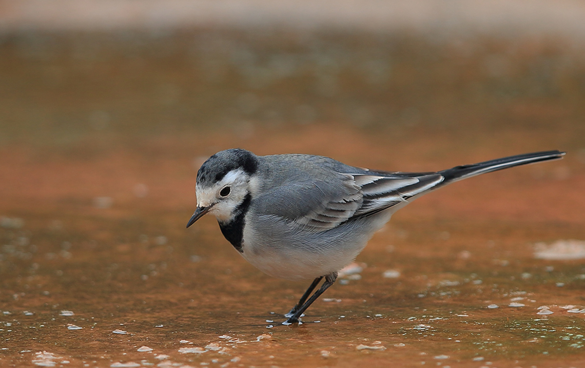 White Wagtail