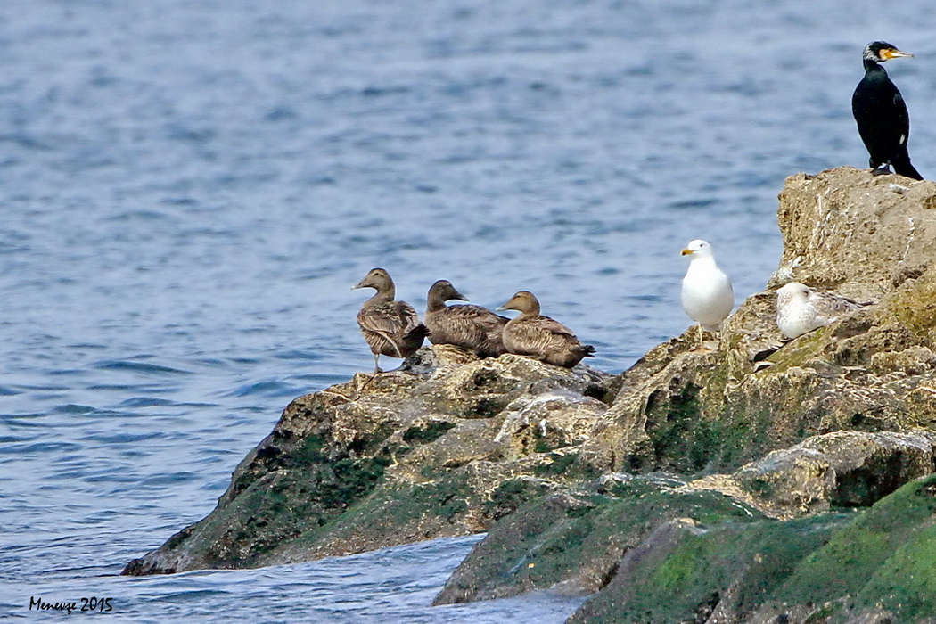 Common Eider