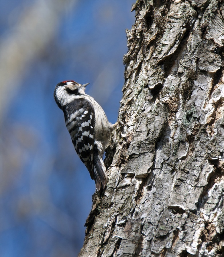 Lesser Spotted Woodpecker
