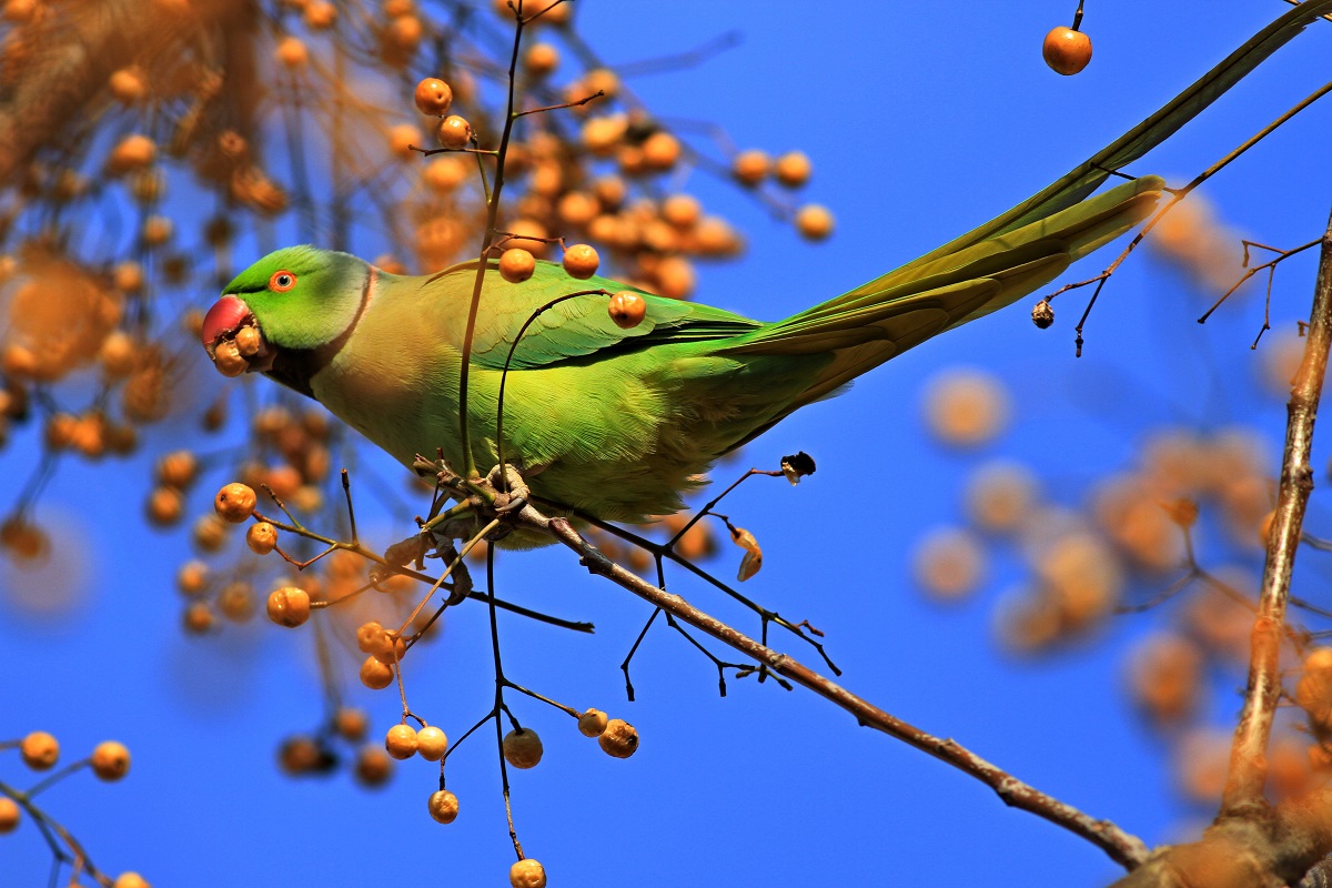 Rose-ringed Parakeet