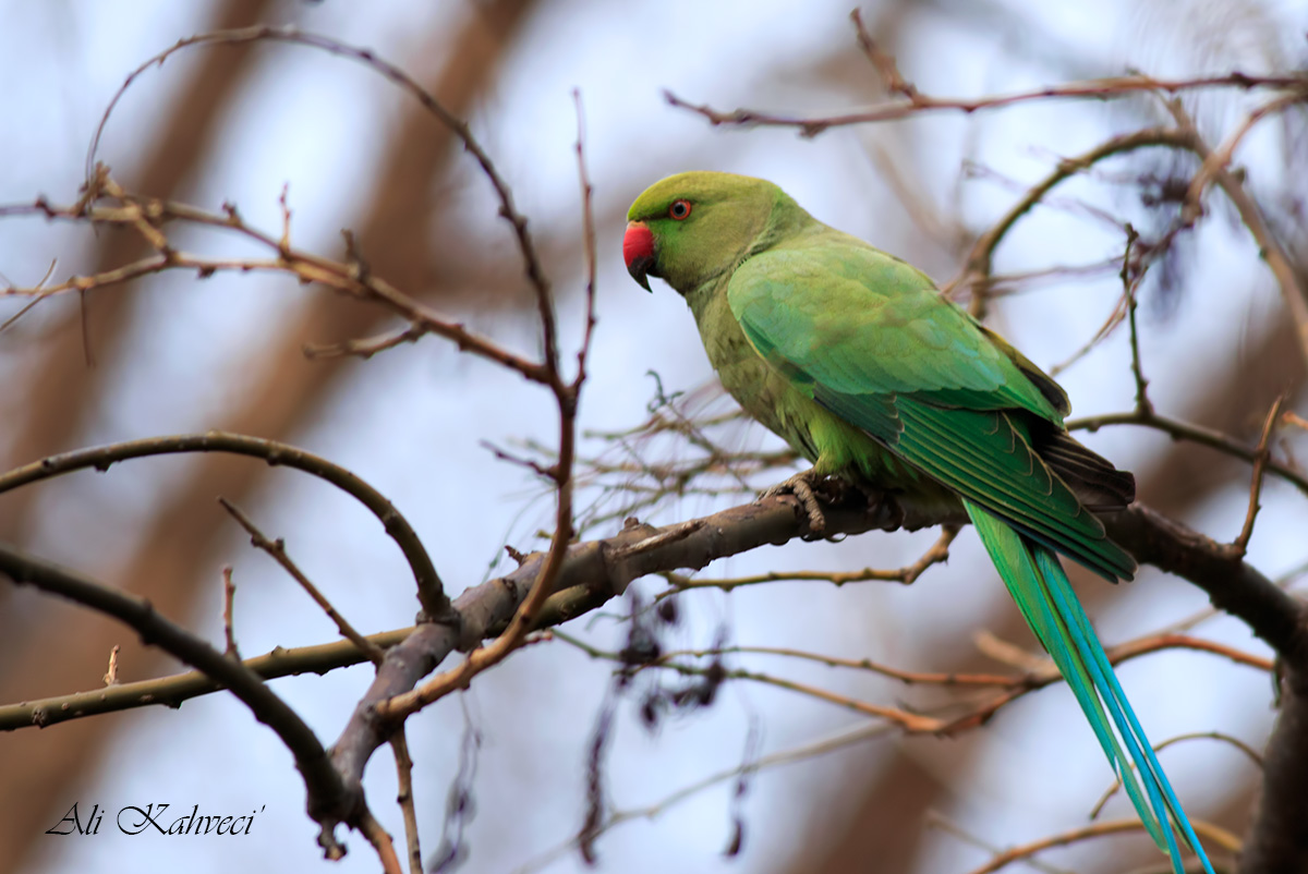 Rose-ringed Parakeet