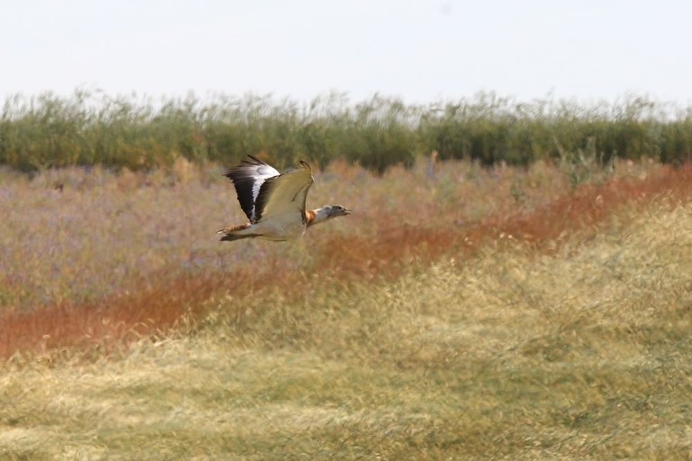 Great Bustard