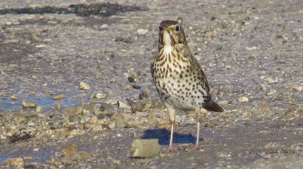 Song Thrush