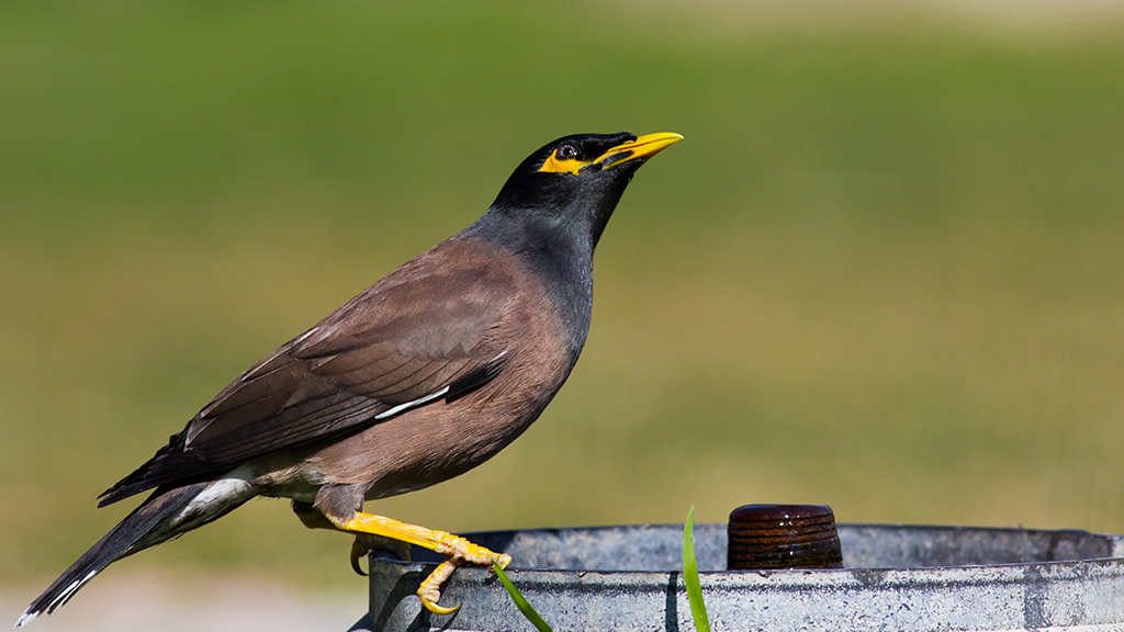 Common Myna