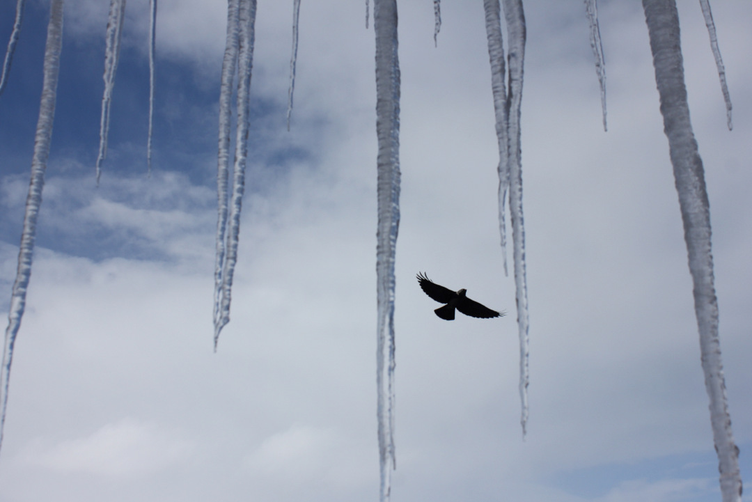 Western Jackdaw