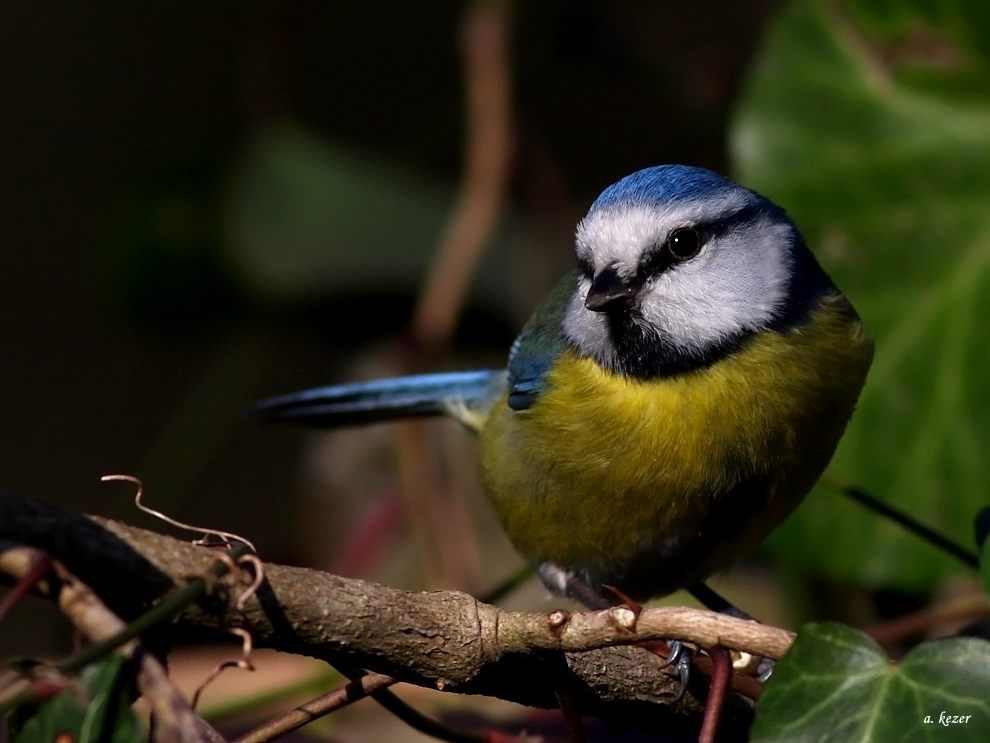 Eurasian Blue Tit